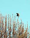 Blackbird coming in for a landing.jpg